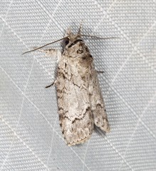 Nycteola polycyma