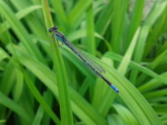 Paracercion v-nigrum