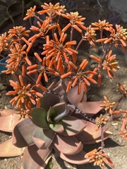 Aloe striata