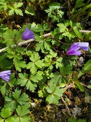 Anemonoides blanda