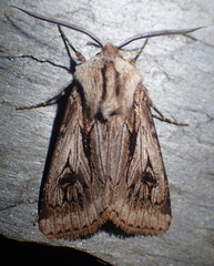 Agrotis chretieni