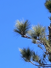 Dendrocopos major canariensis