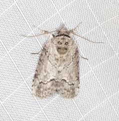 Nycteola polycyma