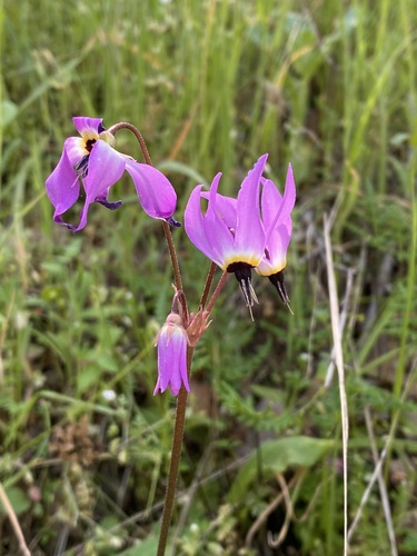 iNaturalist observation photo of Henderson's shooting star
