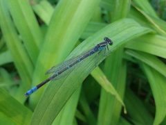 Paracercion v-nigrum