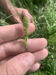 Carex caroliniana