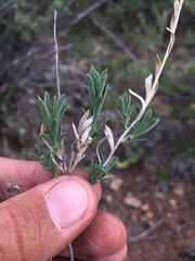 Brickellia oblongifolia
