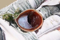 Crepidula onyx