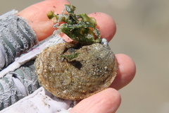 Crepidula onyx