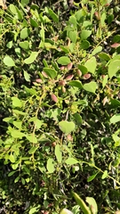 Maytenus phyllanthoides