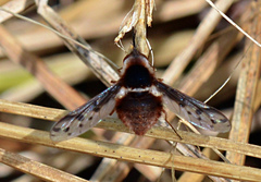 Bombylius pygmaeus