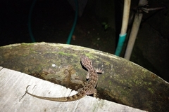 Cyrtodactylus jatnai