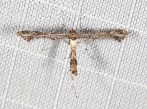Lantana Plume Moth