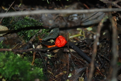 Leratiomyces erythrocephalus