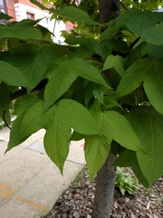 Platanaceae