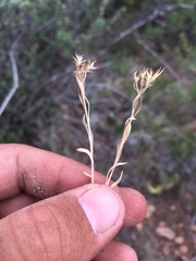 Brickellia oblongifolia