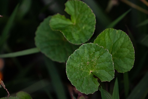 Centella asiatica image