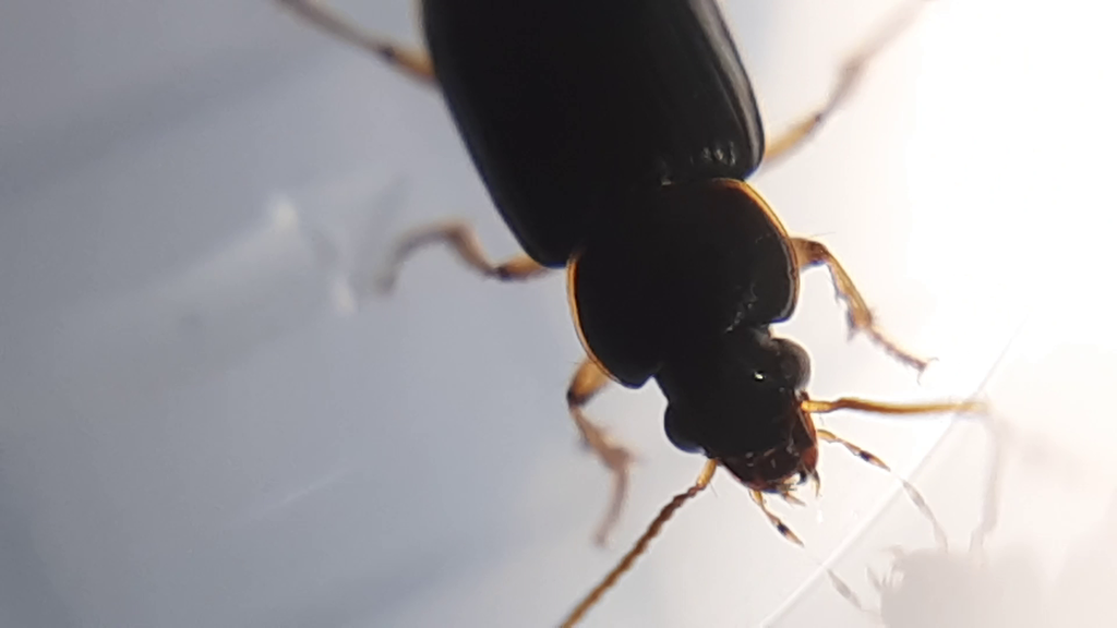 Stenolophus marginatus