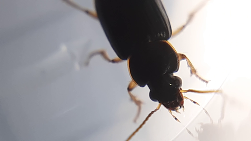 Stenolophus marginatus
