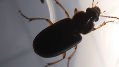 Stenolophus marginatus