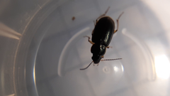 Stenolophus marginatus