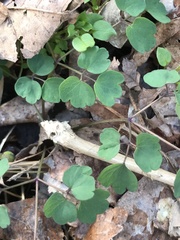 Thalictrum thalictroides