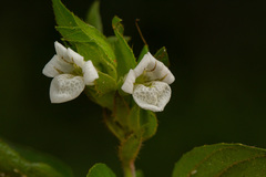 Asystasia mysorensis image