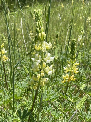 iNaturalist observation photo of chick lupine
