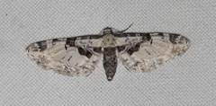 Eupithecia extremata