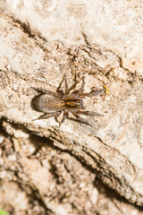 Arctosa personata