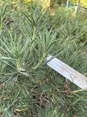 Eriogonum arborescens