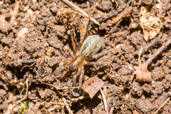 Arctosa personata