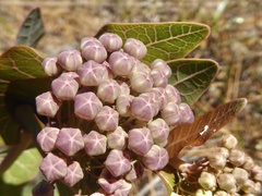 Asclepias humistrata image