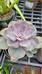 Echeveria gibbiflora × potosina