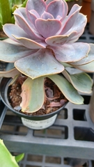 Echeveria gibbiflora × potosina