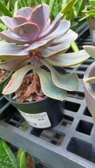 Echeveria gibbiflora × potosina