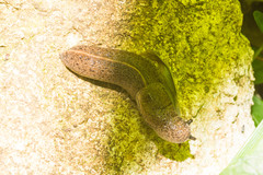 Tandonia rustica