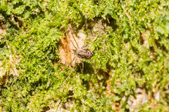 Dasylobus graniferus