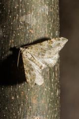 Coenotephria