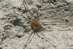 Dasylobus graniferus