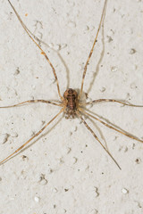 Dasylobus graniferus
