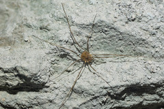 Dasylobus graniferus