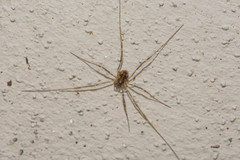 Dasylobus graniferus