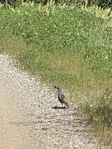iNaturalist observation photo of California Quail