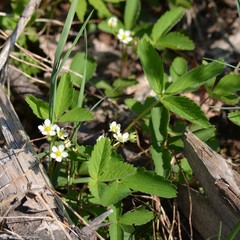 Fragaria vesca vesca
