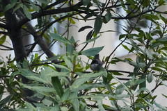 Curruca melanocephala