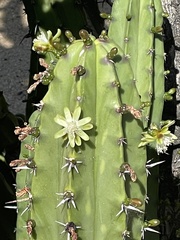 Myrtillocactus