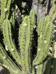 Myrtillocactus