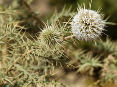 Echinops
