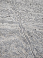 Crocodylus acutus